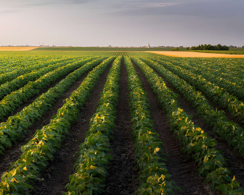 farming